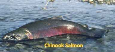 Chinook Salmon