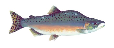 Pink Salmon