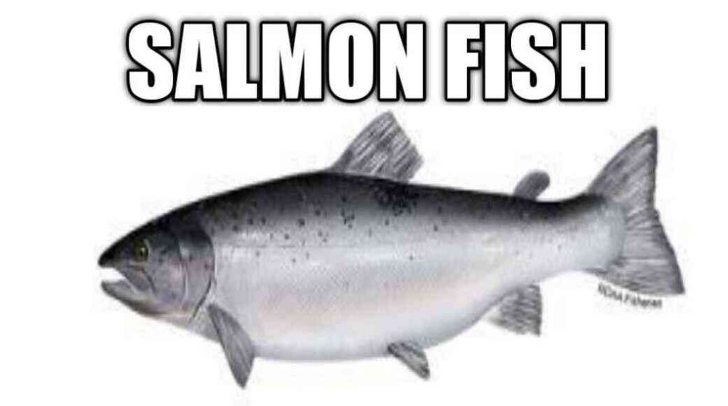 Salmon Fish